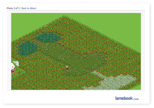 Mushroom Field