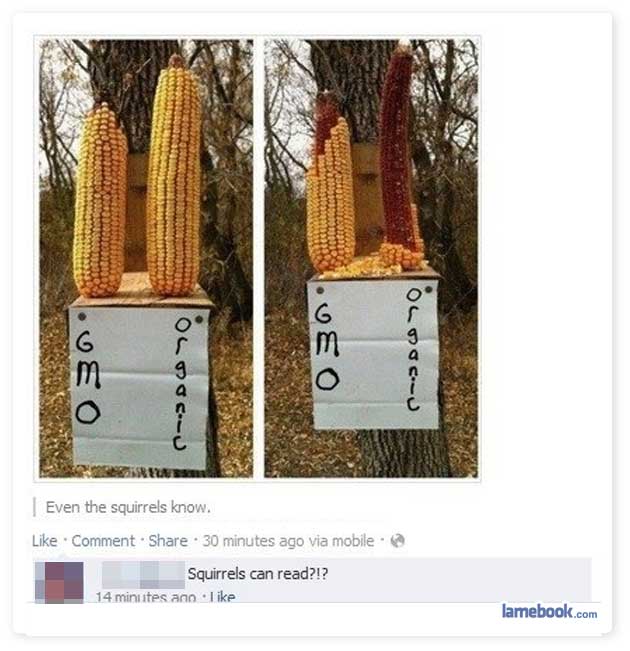 Stupider than a Squirrel